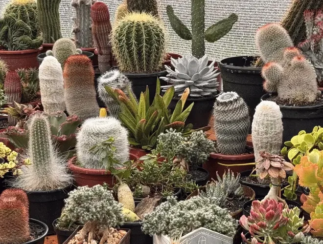 5 Suculentas para Iniciantes que Vão Bem Mesmo com Pouco Sol