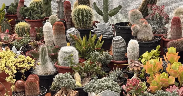 5 Suculentas para Iniciantes que Vão Bem Mesmo com Pouco Sol