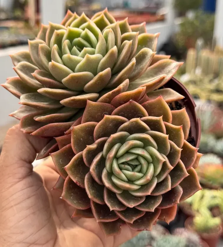 Suculenta Echeveria Gilva Bronze