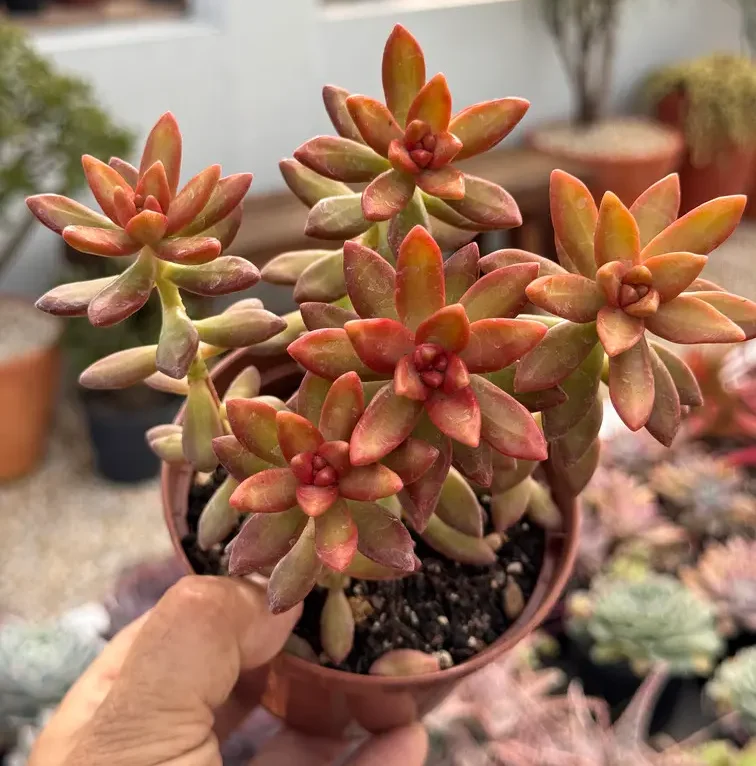 Suculenta Sedum nussbaumerianum