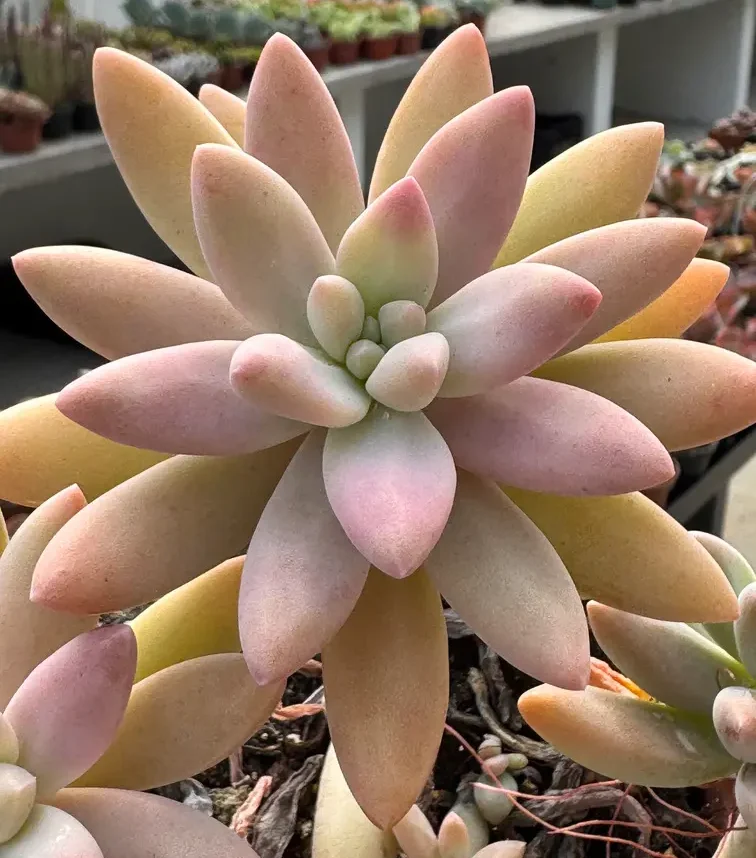 Suculenta Graptosedum ‘Francesco Baldi’