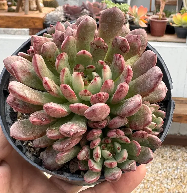 Suculenta de fácil cultivo Graptoveria ‘Bashful’