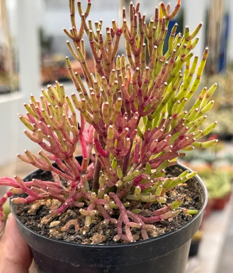 Suculenta Rhipsalis erecta