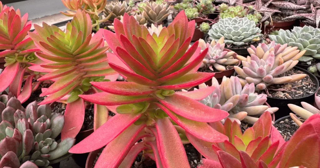 Foto de diversas Suculentas de Fácil Cultivo