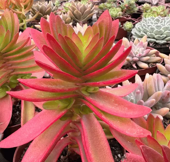 5 Suculentas de fácil cultivo para quem quer começar com o pé direito