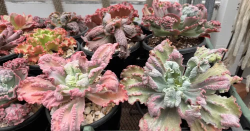 5 Suculentas de Porte Grande Perfeitas para Jardins