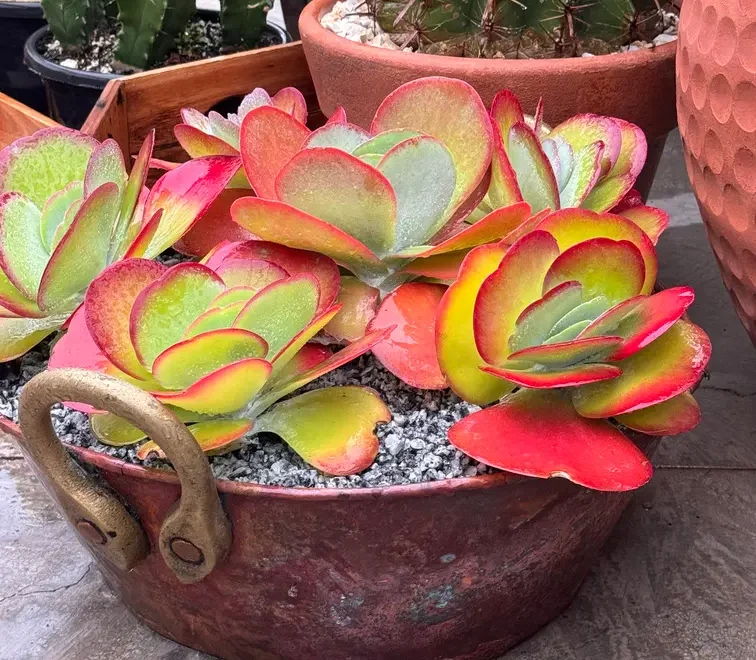 Arranjo de suculentas vermelhas e verdes em bacia rústica, cercado por cactos em vasos, mostrando diversidade no cultivo de cactos e suculentas.