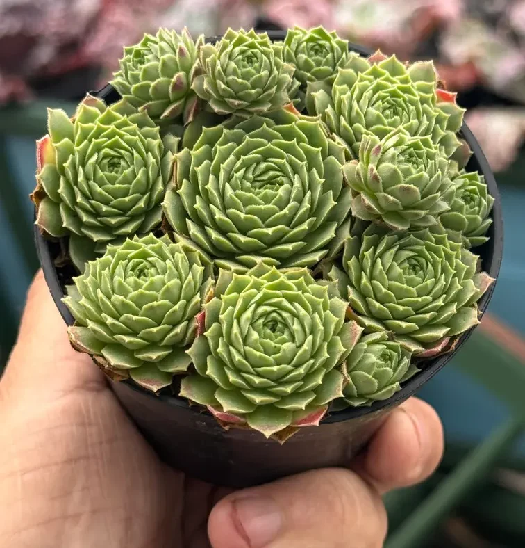 Close de suculentas em formato de roseta, cultivadas em vaso pequeno, exemplo de cultivo de cactos e suculentas em espaços reduzidos.