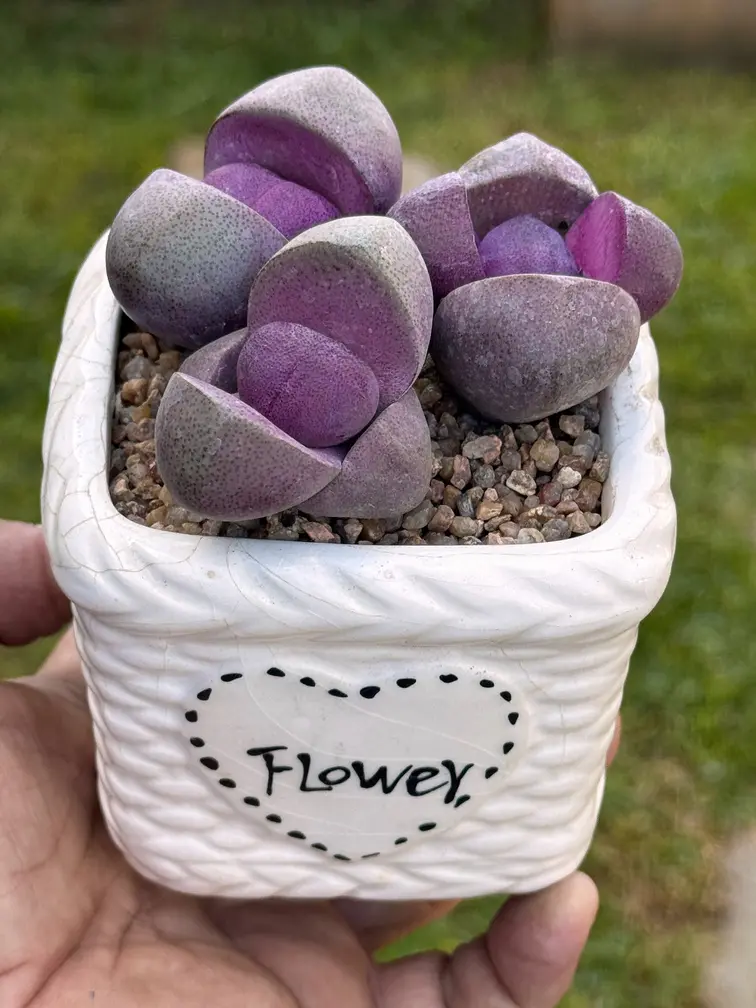 suculenta Pleiospilos 'Royal Flush'