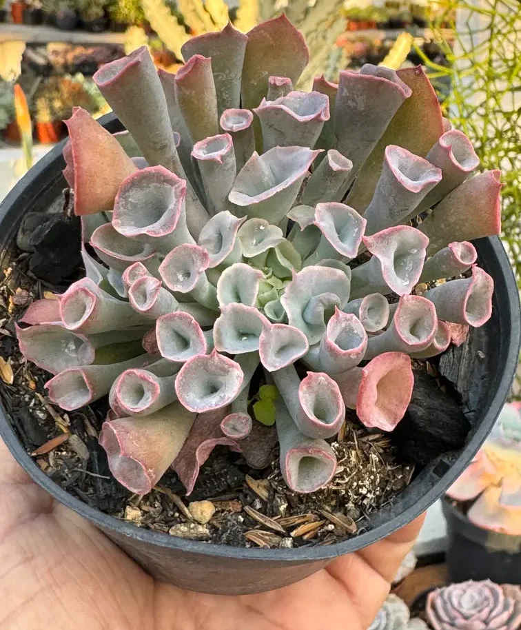 suculenta Echeveria 'Trumpet Pinky'