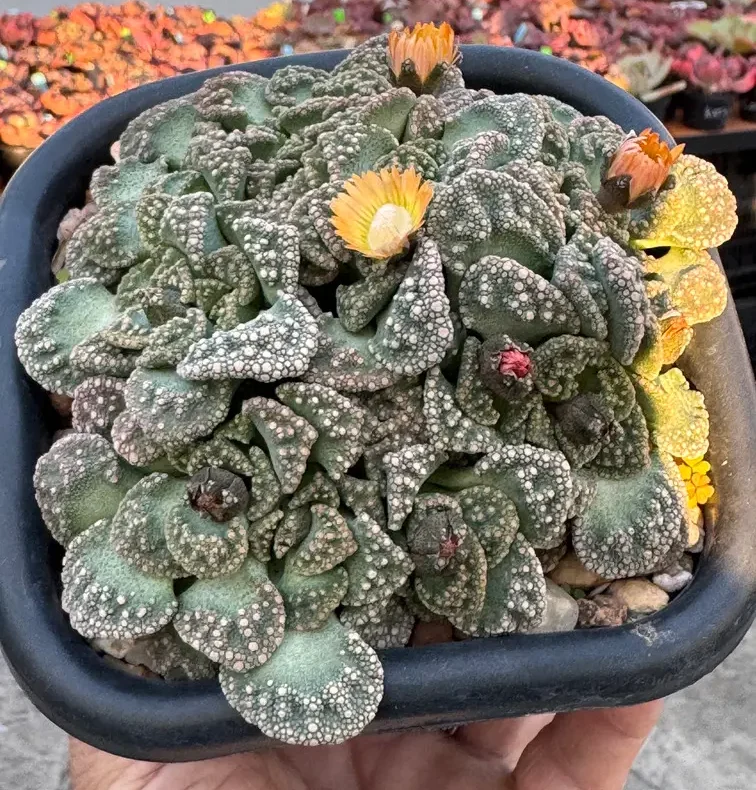 Suculenta Titanopsis calcarea
