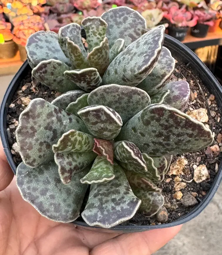 suculenta Adromischus cooperi