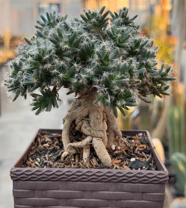suculenta em formato de bonsai Trichodiadema densum