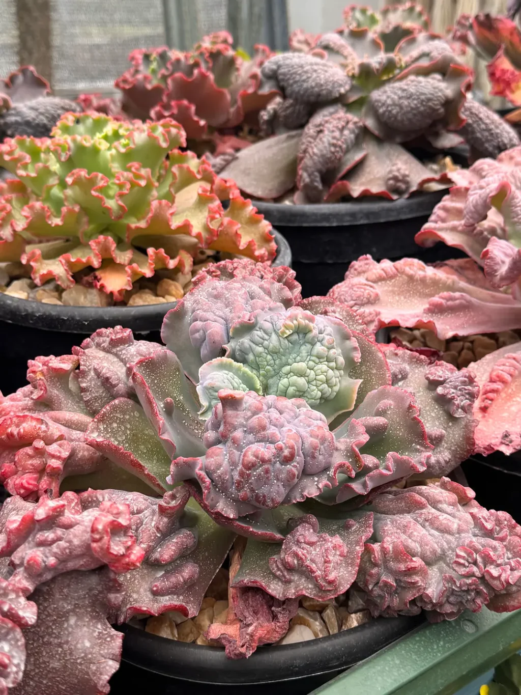 Suculentas gibifloras