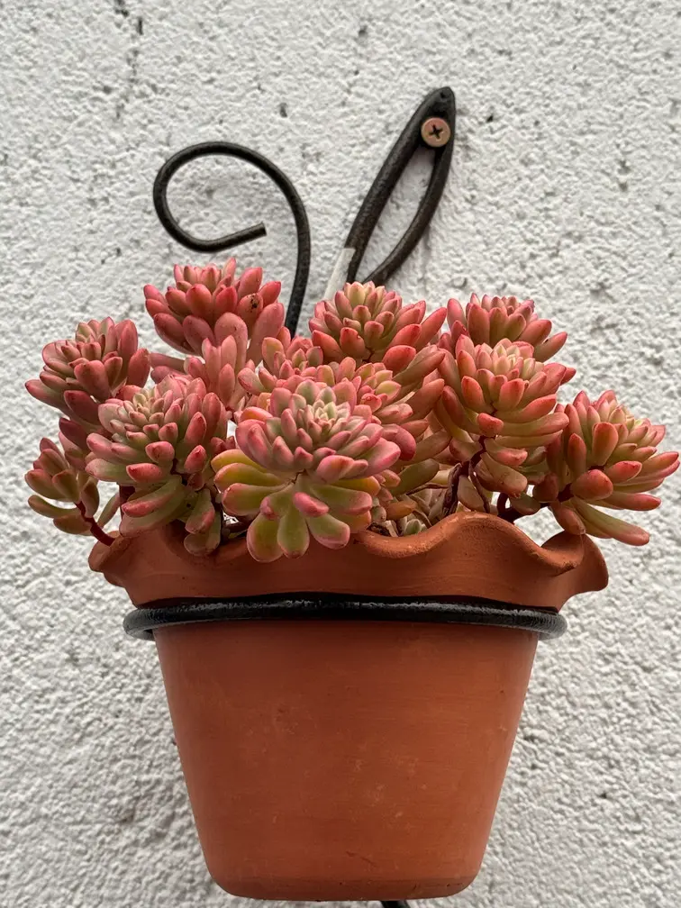 suculenta Sedum Joyce Tulloch Variegata