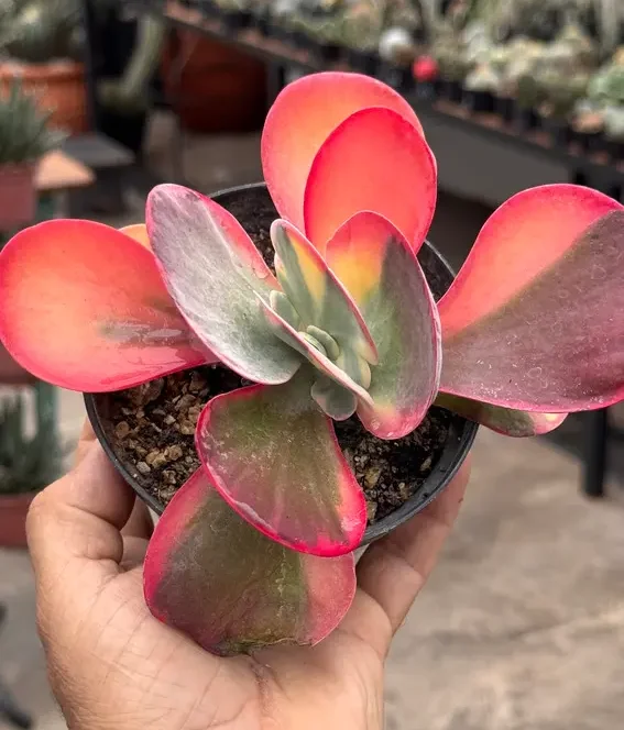suculenta Kalanchoe Fantastic