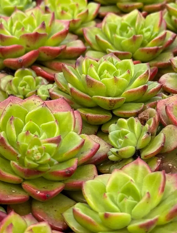 diversas suculentas sedeveria letizia
