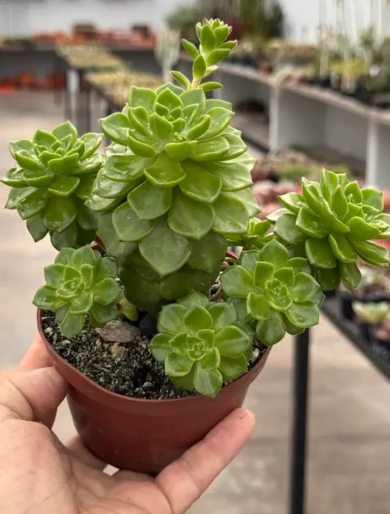sedeveria letizia plantada em um vaso