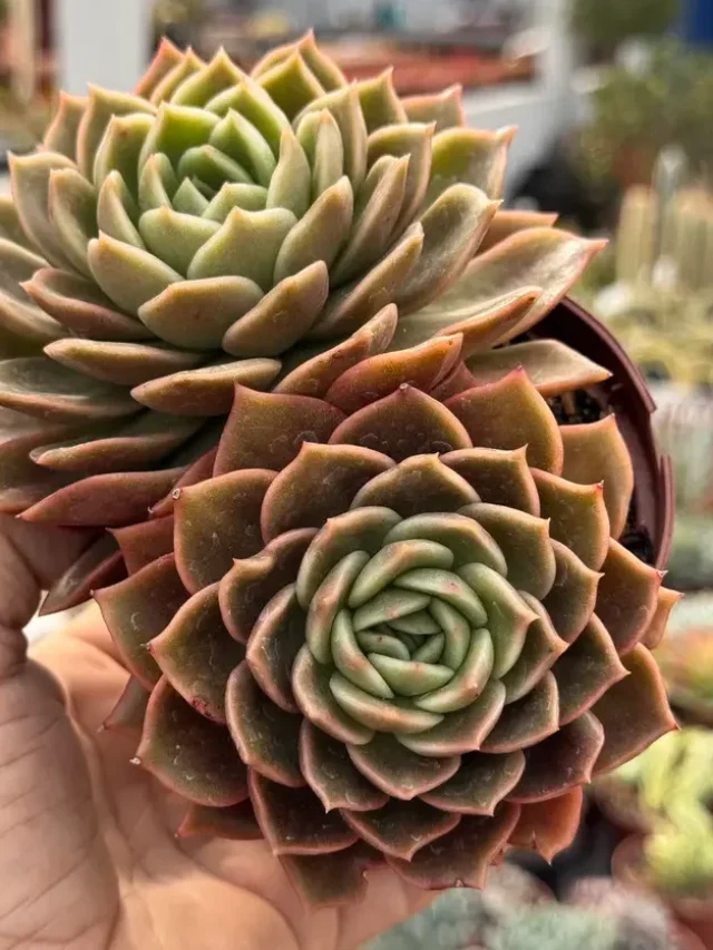 5 Suculentas de fácil cultivo perfeitas para iniciantes