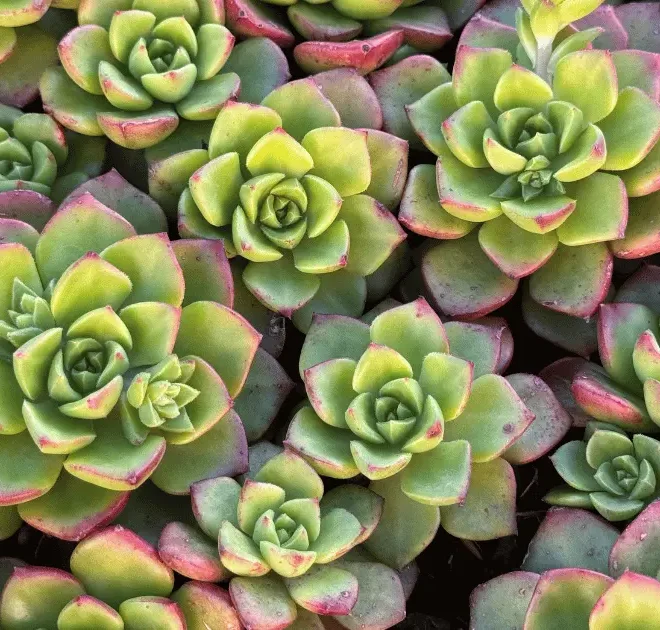 Sedeveria Letizia: a suculenta que vai transformar seu jardim