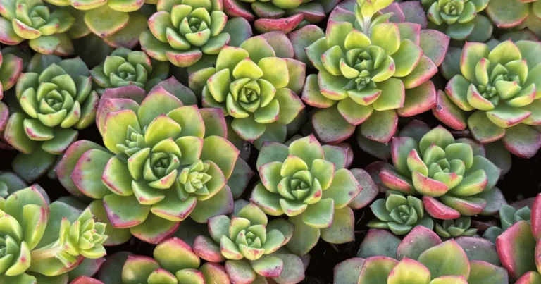 Sedeveria Letizia: a suculenta que vai transformar seu jardim