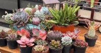 5 Dicas para ter suculentas coloridas e saudáveis