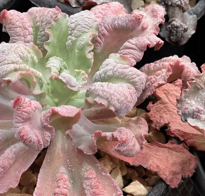 5 Suculentas que amam o inverno e ficam ainda mais bonitas no frio