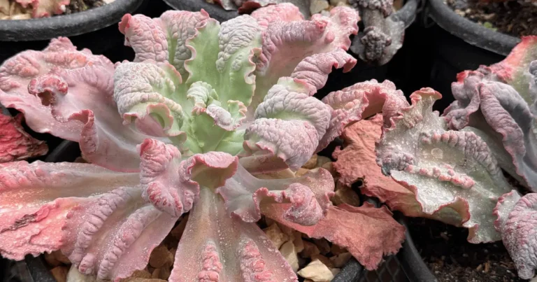 5 Suculentas que amam o inverno e ficam ainda mais bonitas no frio