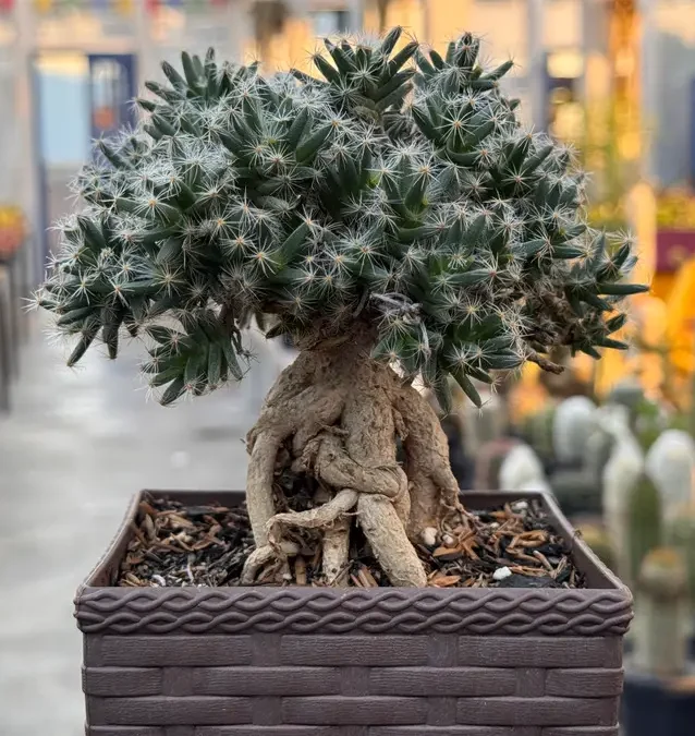 suculenta Trichodiadema densum