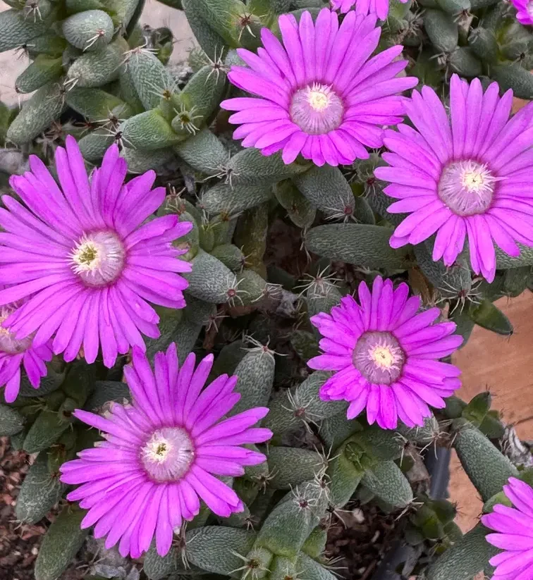 flores da suculenta Trichodiadema marlothii