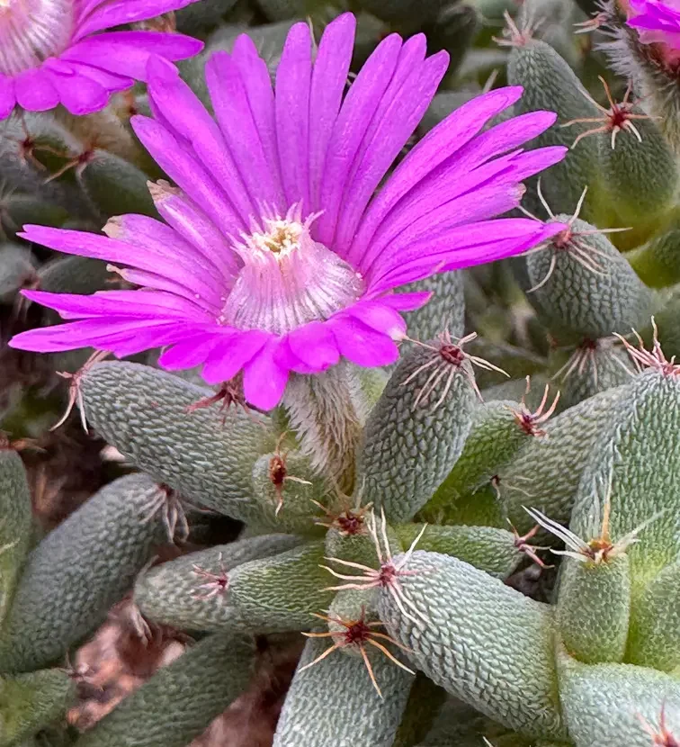 flor rosa da Trichodiadema marlothii