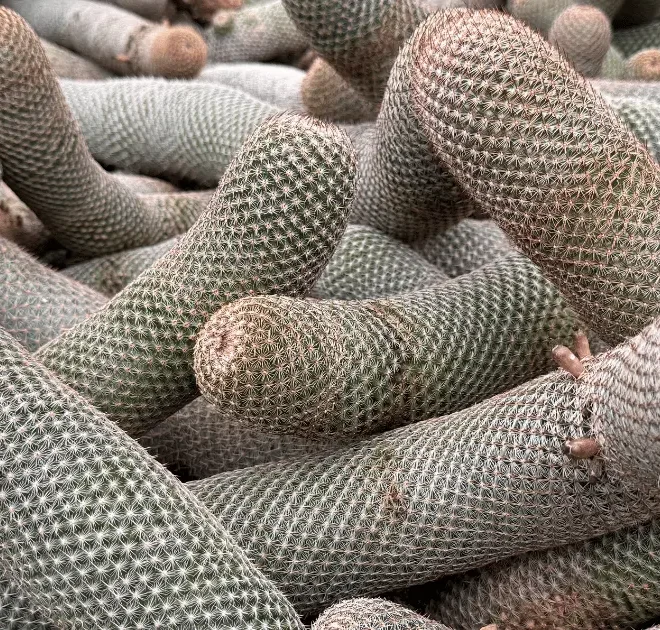 Cacto anaconda: tudo o que você precisa saber sobre a Mammillaria matudae