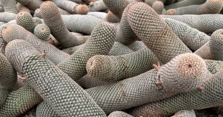 Cacto anaconda: tudo o que você precisa saber sobre a Mammillaria matudae
