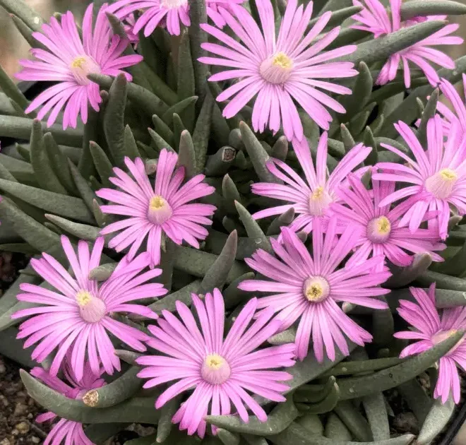 5 Suculentas que florescem no inverno e vão surpreender você