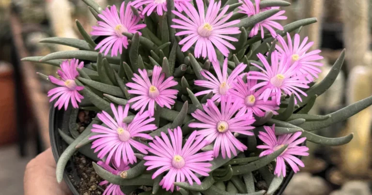 5 Suculentas que florescem no inverno e vão surpreender você