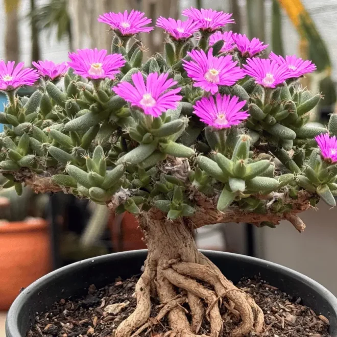 Guia completo da Trichodiadema marlothii: cultivo, cuidados e curiosidades
