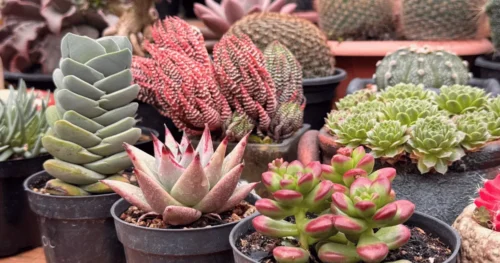 Top 10 suculentas lindas e diferentes para colecionar