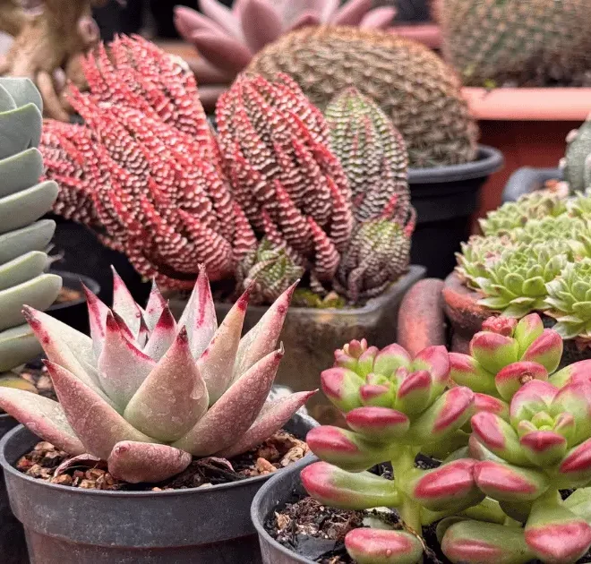 Top 10 suculentas lindas e diferentes para colecionar