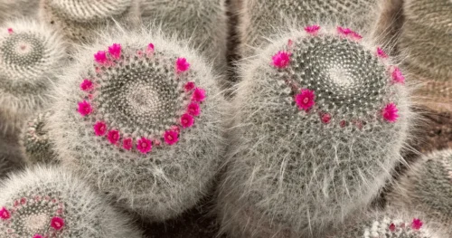 Cacto-velha: tudo o que você precisa saber sobre a Mammillaria hahniana