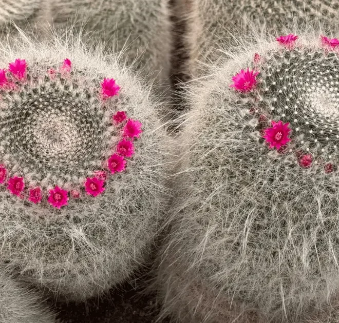 Cacto-velha: tudo o que você precisa saber sobre a Mammillaria hahniana