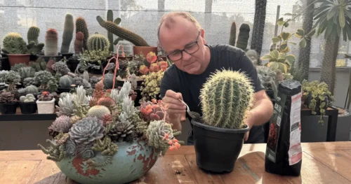 Erro fatal na escolha da terra adubada que pode acabar com suas plantas