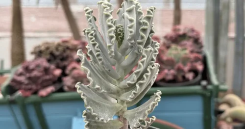 5 Suculentas fora do comum que parecem obras de arte