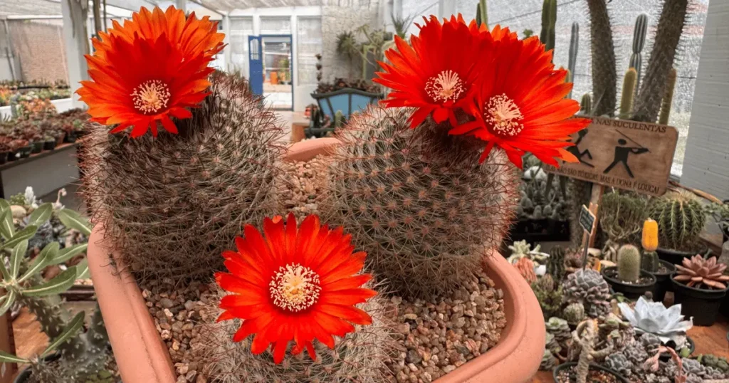 três cactos Parodia Sanguiniflora com flores vermelhas