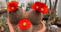Parodia sanguiniflora: o cacto que conquista pela intensidade da floração