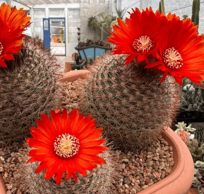 Parodia sanguiniflora: o cacto que conquista pela intensidade da floração