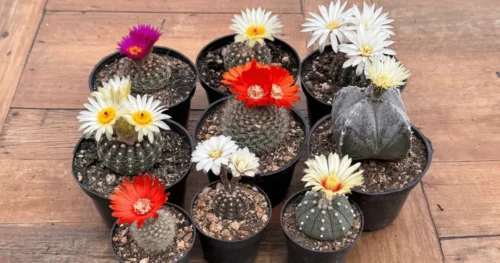 5 Cactos com floração tão intensa que parecem pintura