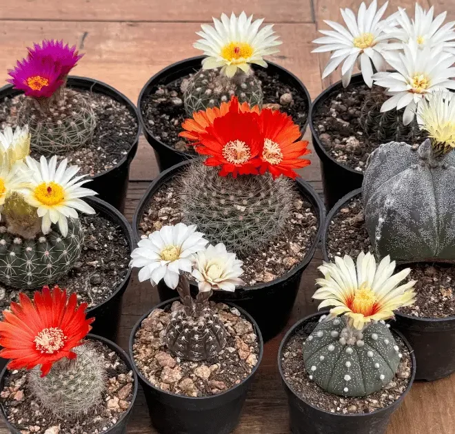 5 Cactos com floração tão intensa que parecem pintura