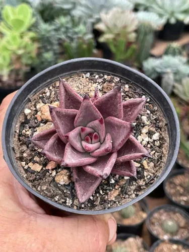 Agavoide Red Leaf - pote 7