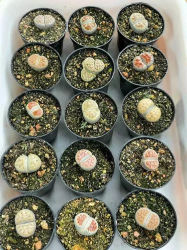 Lithops - pote 7 