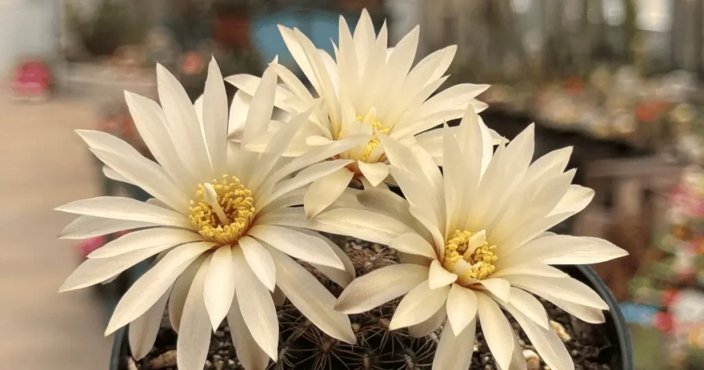 três cactos em floração